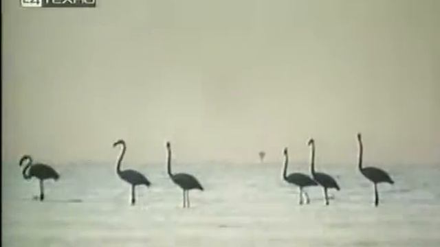 Думают ли животные? 1970 Do Animals Think? 1970