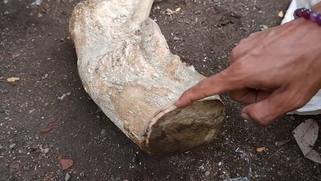 Belajar stek pohon serut dan loa bersama ahlinya смотреть онлайн