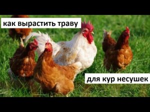 Как вырастить траву для кур несушек.