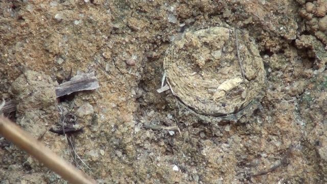 Aranha de alçapão смотреть онлайн