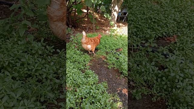 Курочка издает звук смотреть онлайн