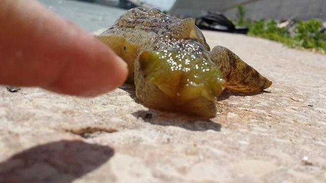 Aplysia Brasiliana ( Sea Slug ) HD смотреть онлайн