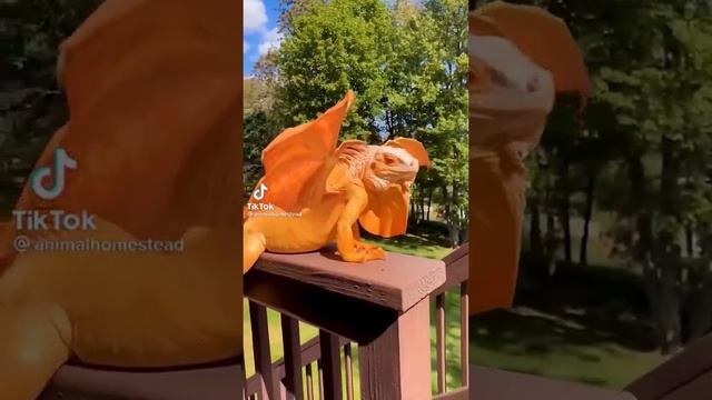 বিরল প্রজাতির ডাইনোসর | আল্লাহ আমাদের সবাইকে হেফাজত করুন смотреть онлайн
