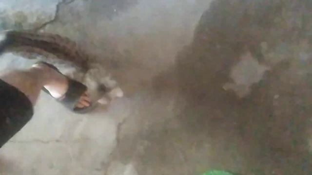 Необычные кошки смотреть онлайн