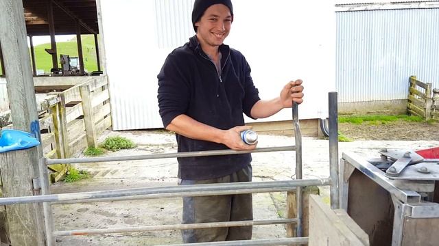 SHEEP PREGNANCY SCANNING!!! смотреть онлайн