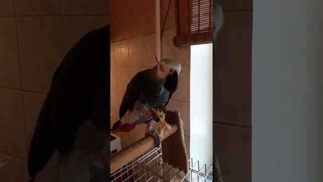 Фуфа ест блинчик смотреть онлайн