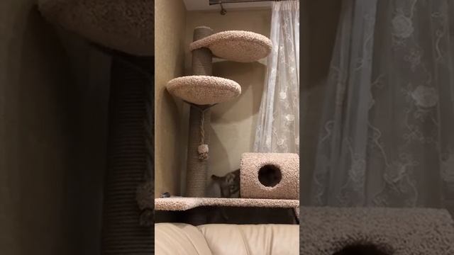 То чувство когда есть когтеточка смотреть онлайн