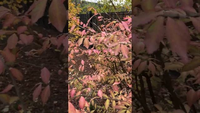 Осень в саду смотреть онлайн