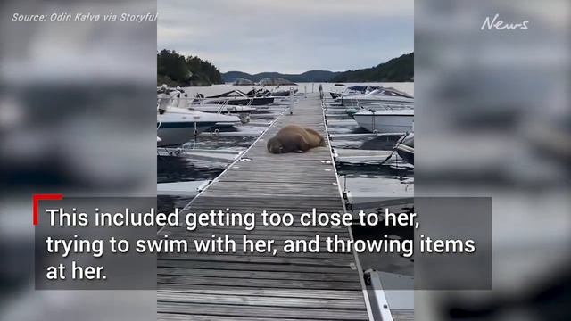 Freya the walrus euthanised after crowds refuse to stay away смотреть онлайн