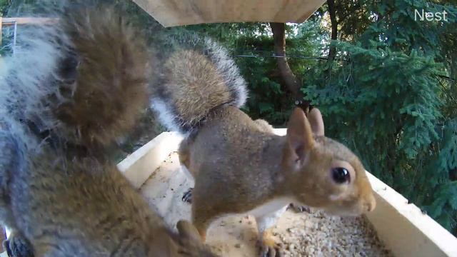 Белки в кормушке смотреть онлайн