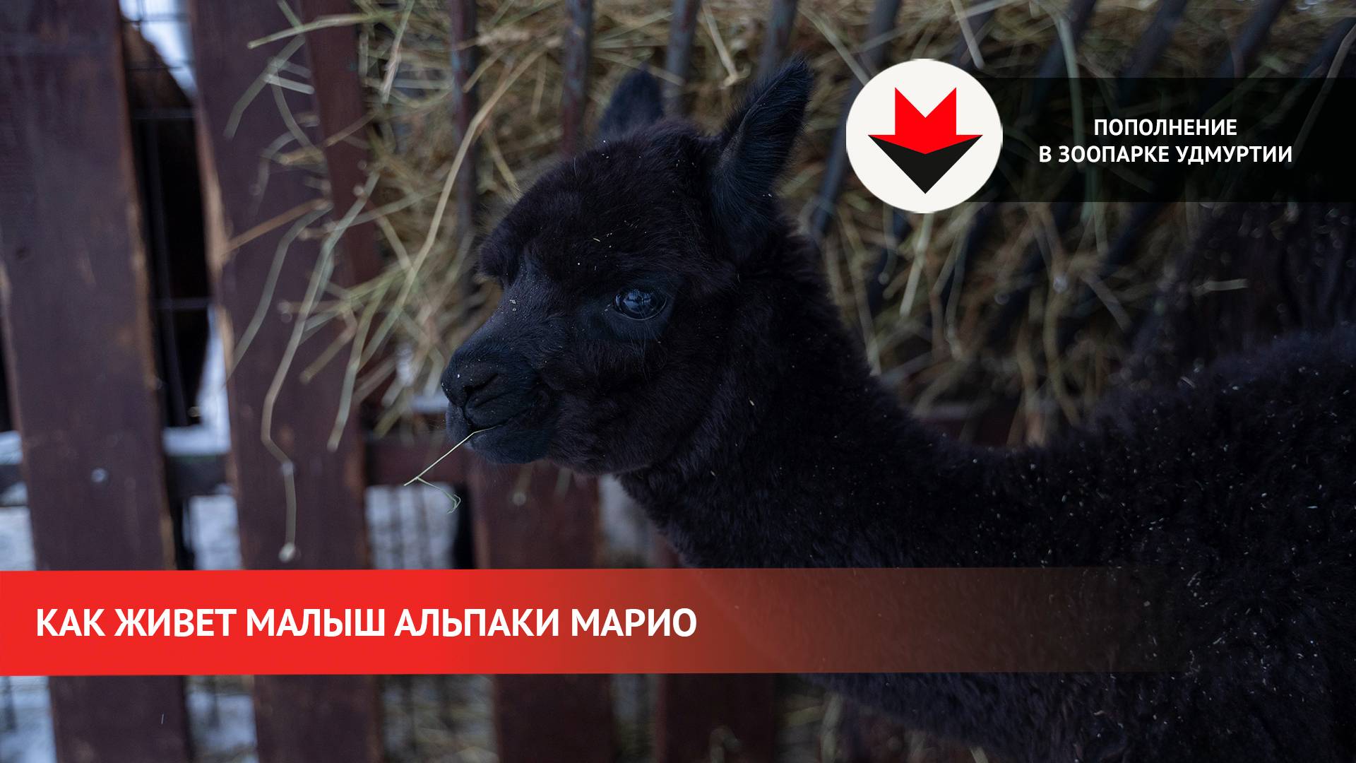 Как живет малыш альпаки Марио в зоопарке Удмуртии смотреть онлайн