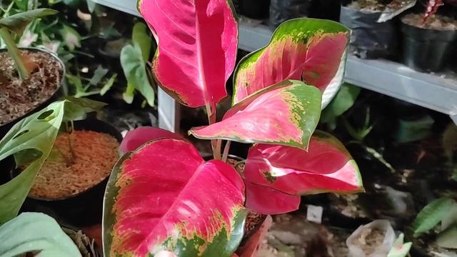 review keindahan tanaman aglaonema red chocin смотреть онлайн