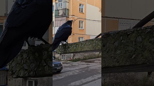 Воркутинский ворон😊 смотреть онлайн