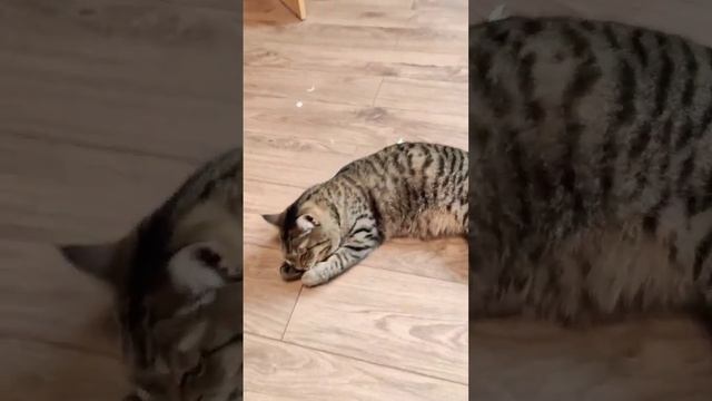 Кошки и собаки - кошка по имени Кошка / смешные домашние животные - шортс смотреть онлайн
