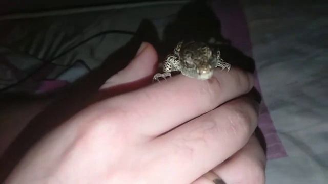 Танец прыткого ящера Аркадия) смотреть онлайн