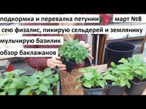 Март 8. Подкормка и перевалка петуний. Пикирую сельдерей. Мульча для рассады. Сеем физалис.