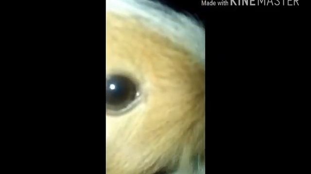 Моэй свинки морской скоро номраждения смотреть онлайн