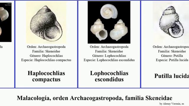 Malacología, orden Archaeogastropoda, familia Skeneidae lucida mollusca globosa Dan Fucaria Skenea смотреть онлайн