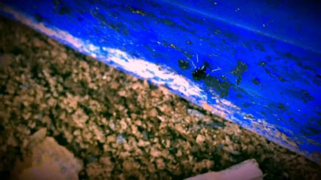 Bali Soldier Fly (Laying Eggs) 11/1/16 смотреть онлайн