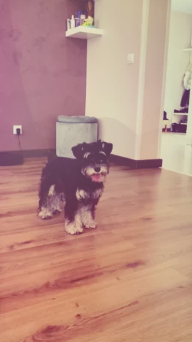 Дрессировка#цвергшнауцерДори(5 мес архив) смотреть онлайн