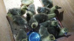 Гусятам неделя! Уход и содержание!