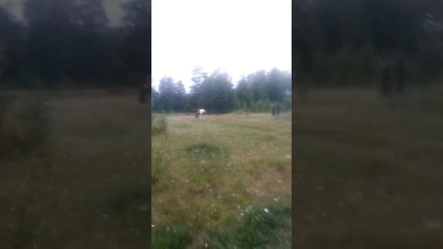 Как поймать 1 обезьянку смотреть онлайн