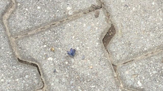 ヒメシジミ / Plebejus argus (Silver-studded Blue)　スイス・テッシュTasch　2017/07/08 Butterfly of Swiss смотреть онлайн