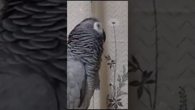 Лялечка крупным планом... - давай, сыночка пошёл... смотреть онлайн