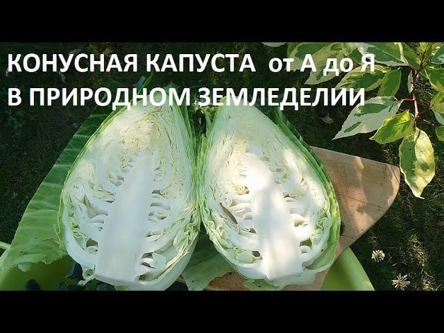 Капуста конусная от А до Я в природном земледелии. смотреть онлайн