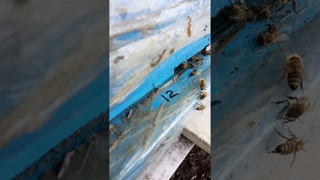 Геть! Бджоли витягнули моль з вулика #bees #hive #shorts смотреть онлайн