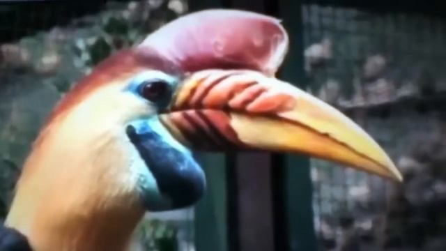Knobbed Hornbill Sings смотреть онлайн