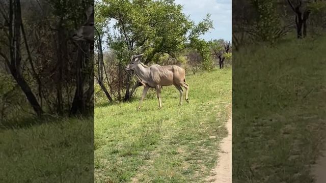 The Greater Kudu,one of Kruger’s stunning antelope. смотреть онлайн