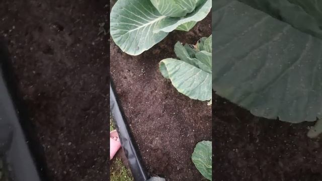 П. Кысыл-Сыр Вилюйского района 03.08.21г.утро после внезапно наступившей темноты. смотреть онлайн