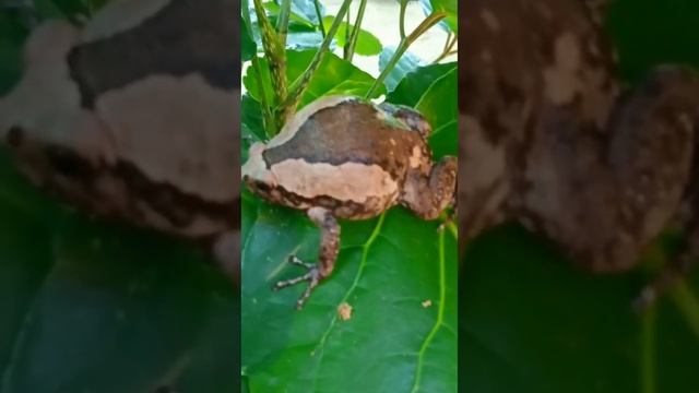 Beautiful Frog #cute #shorts смотреть онлайн