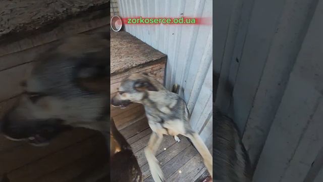 Навестили наших подопечных бездомных собачек на передержке! Завезли корм и вкусняшки смотреть онлайн