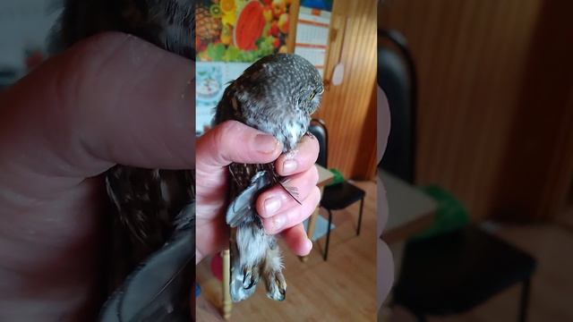 маленький сокол сапсан ударился в окно смотреть онлайн
