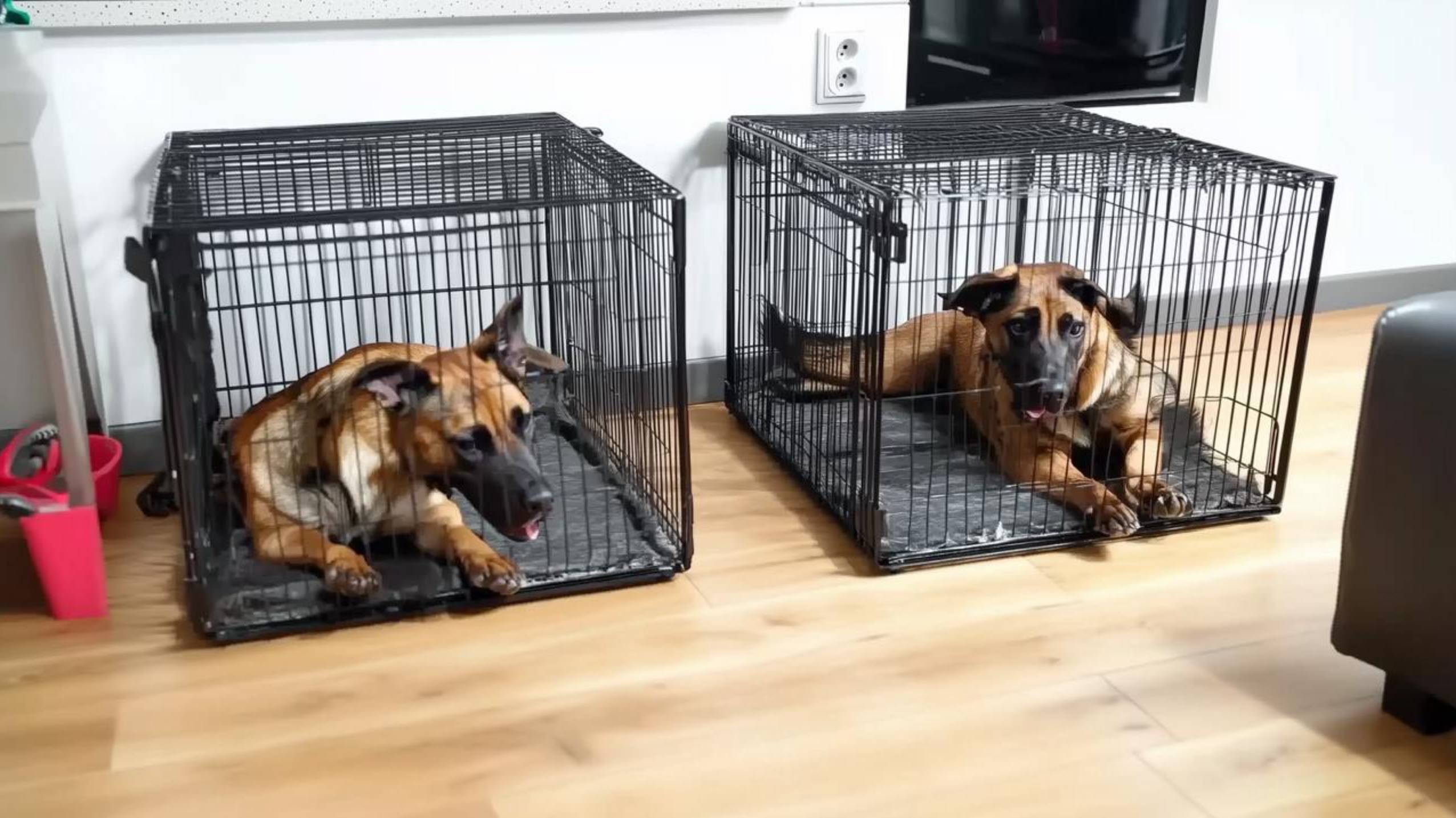 Причины по которым ваши собаки не любят клетки или вольеры смотреть онлайн