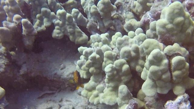 Potters Angelfish, Yellow Tang Maui, Hawaii смотреть онлайн
