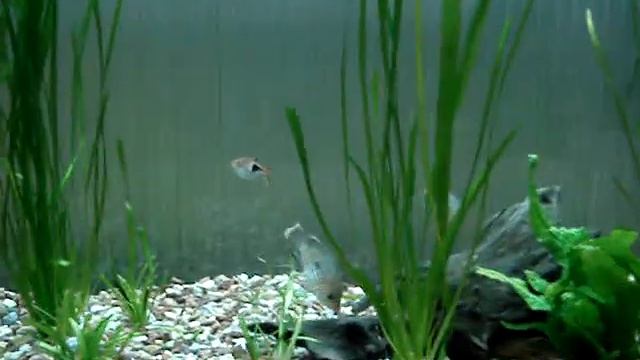 Моя пара бирюзовых акар смотреть онлайн