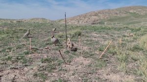 Шикори Кабк охота на куропатка Kabk ovi  Аңшылық Кабк  شکار کبک  Kabk avı  Kabk hunting