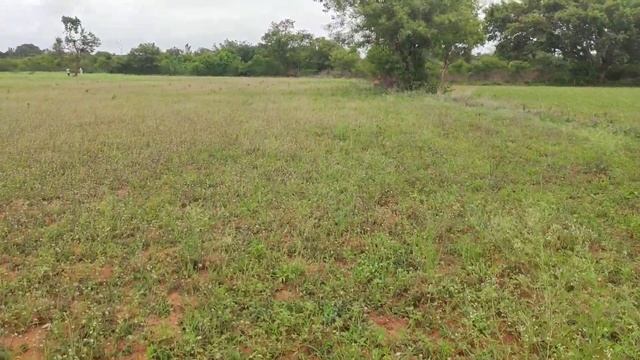 1#Acre#35#Gunta#Tar#Road#Face#Agriculture#Land#Sale#Red#Soil#Cl // Subramanya m r // subscribe me / смотреть онлайн