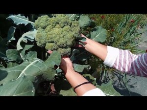 Капуста брокколи от А до Я в природном земледелии.