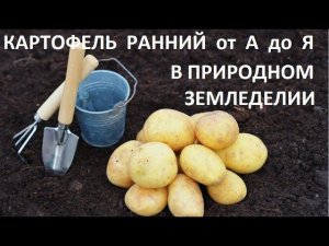 Ранний картофель  от А до Я в природном земледелии.