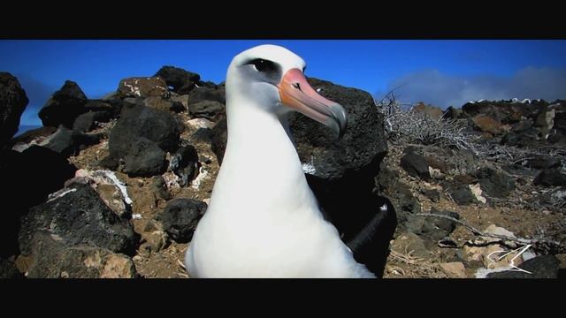 Albatros De Laysan смотреть онлайн