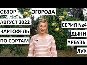 Август 2022 серия №4. Картофель по сортам - собираем урожай) Обзор огорода.