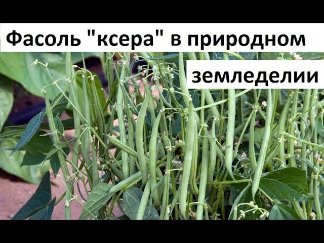 Фасоль кустовая, спаржевая от А до Я. смотреть онлайн