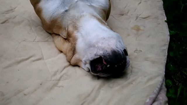 собака Плюшка кайфует смотреть онлайн