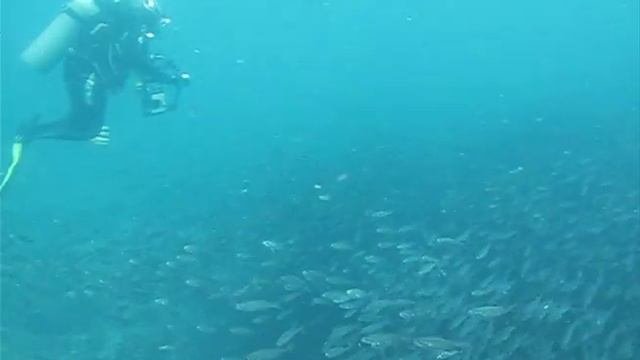 Sea Lions, Galapagos, 2012 смотреть онлайн
