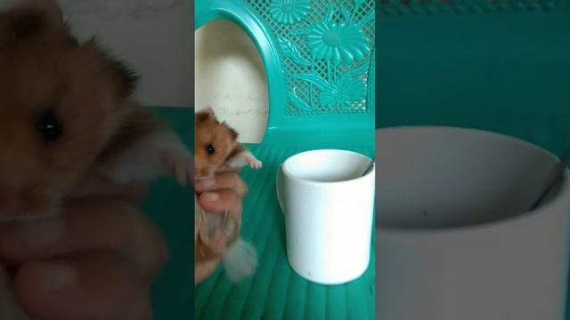 My hamster likes to eat seaweed pudding #shortvideoff смотреть онлайн