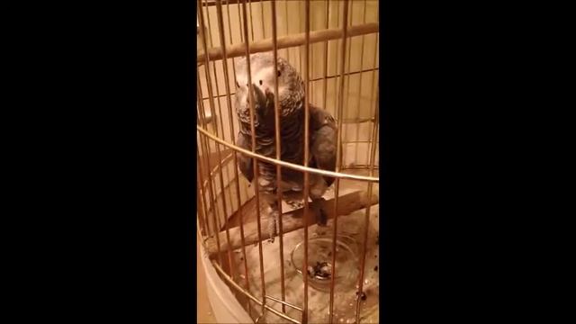 Наш говорящий жакошка :D смотреть онлайн